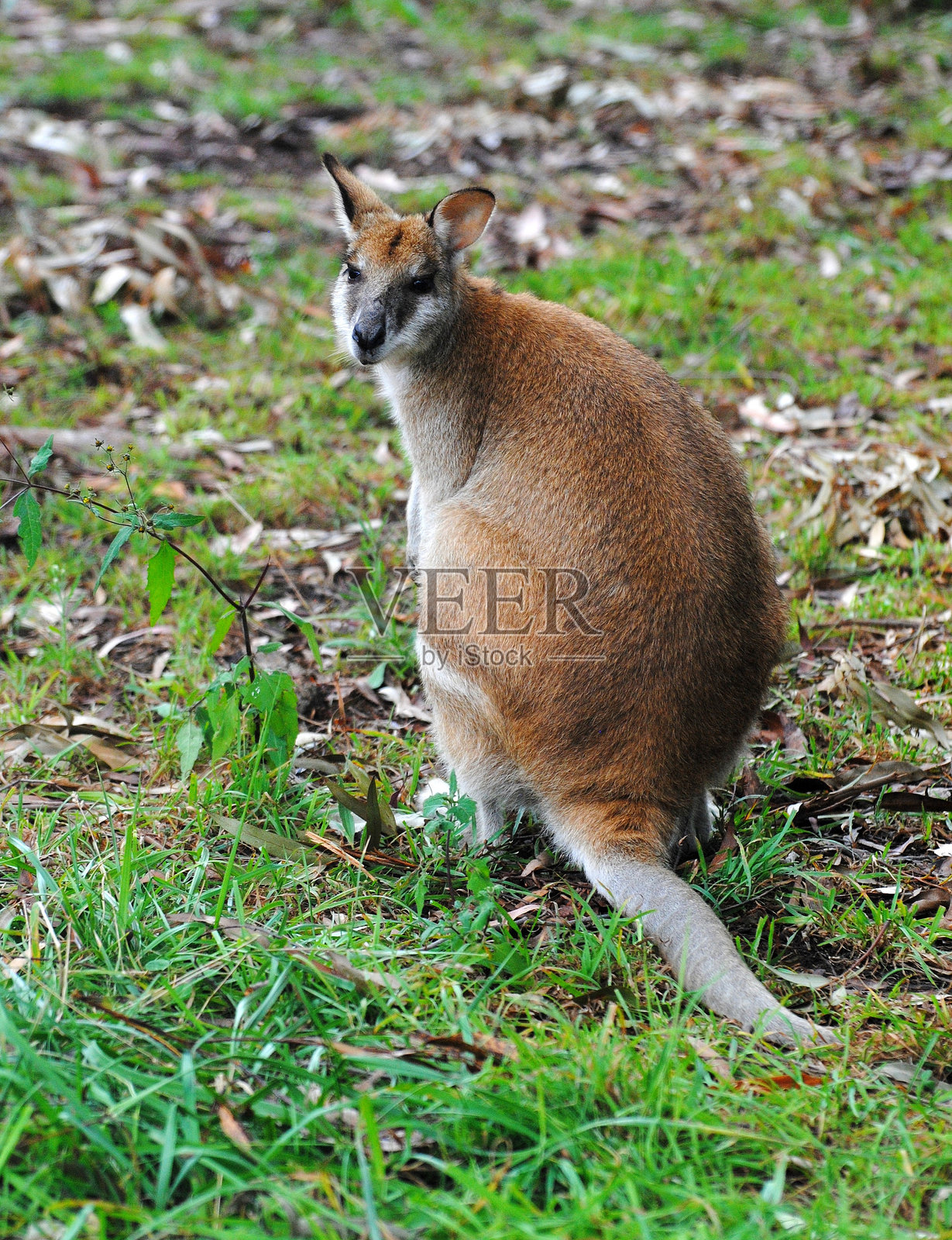 澳大利亚的敏捷袋鼠（Macropus agilis）。照片摄影图片