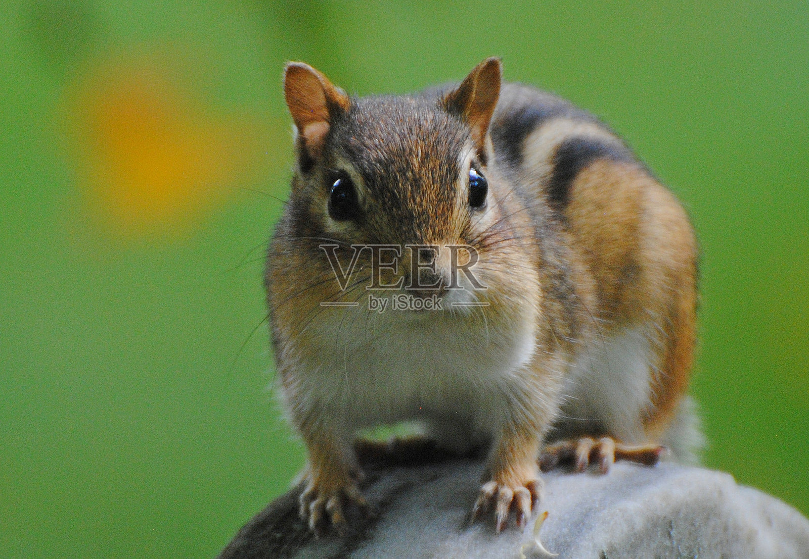 东部花栗鼠 (Tamias striatus)。照片摄影图片