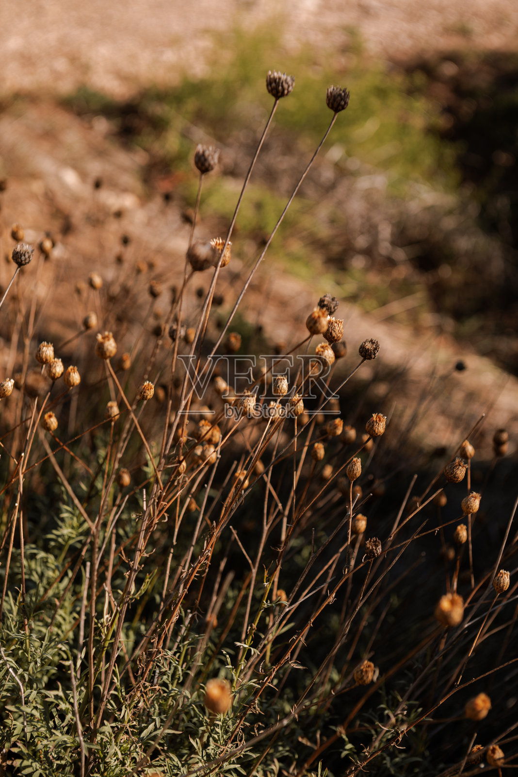 地中海植物照片摄影图片