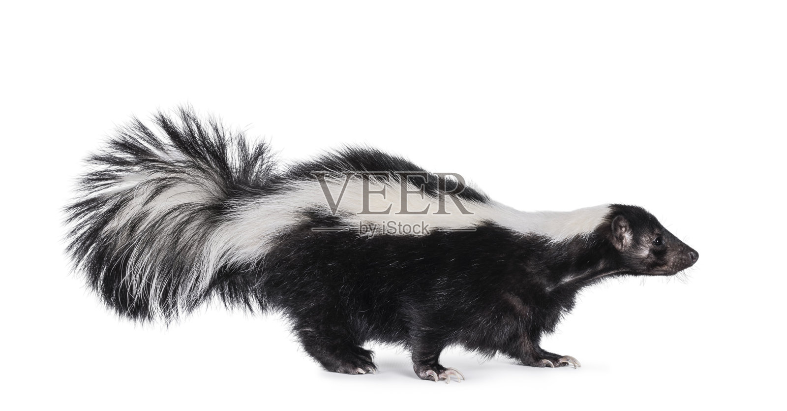 白色背景上的臭鼬照片摄影图片