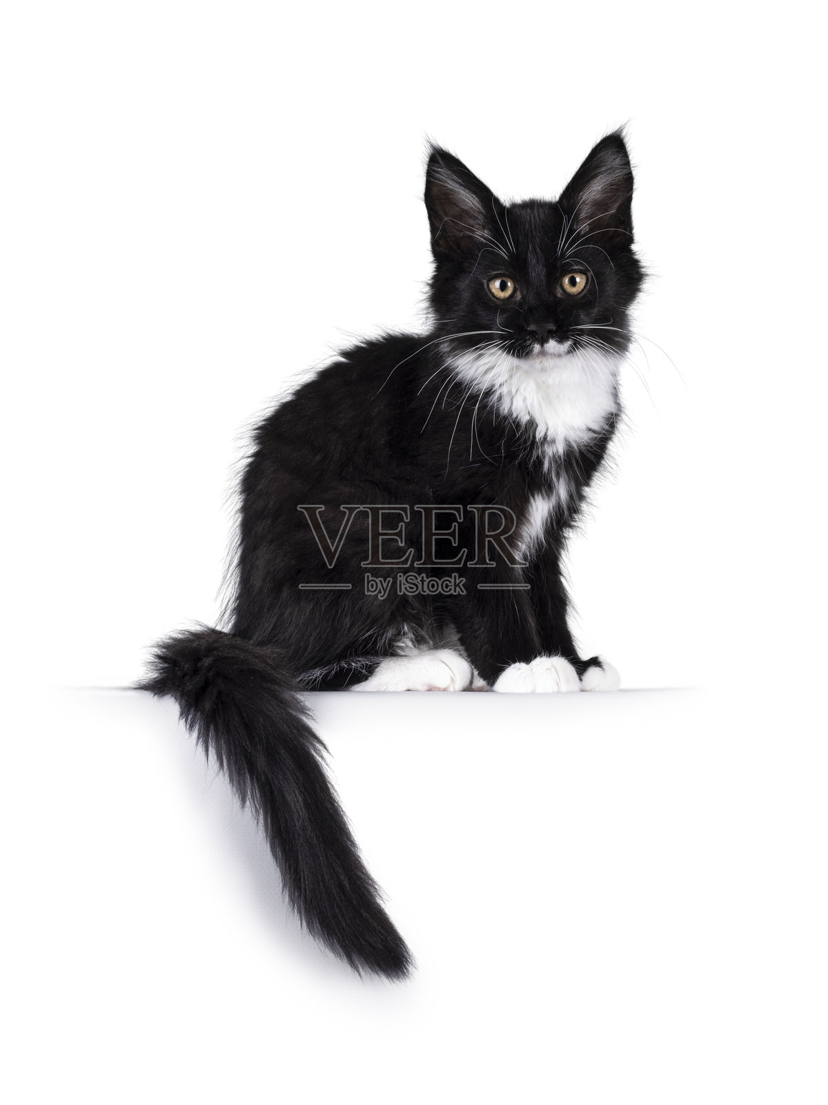 白色背景上的缅因猫小猫照片摄影图片