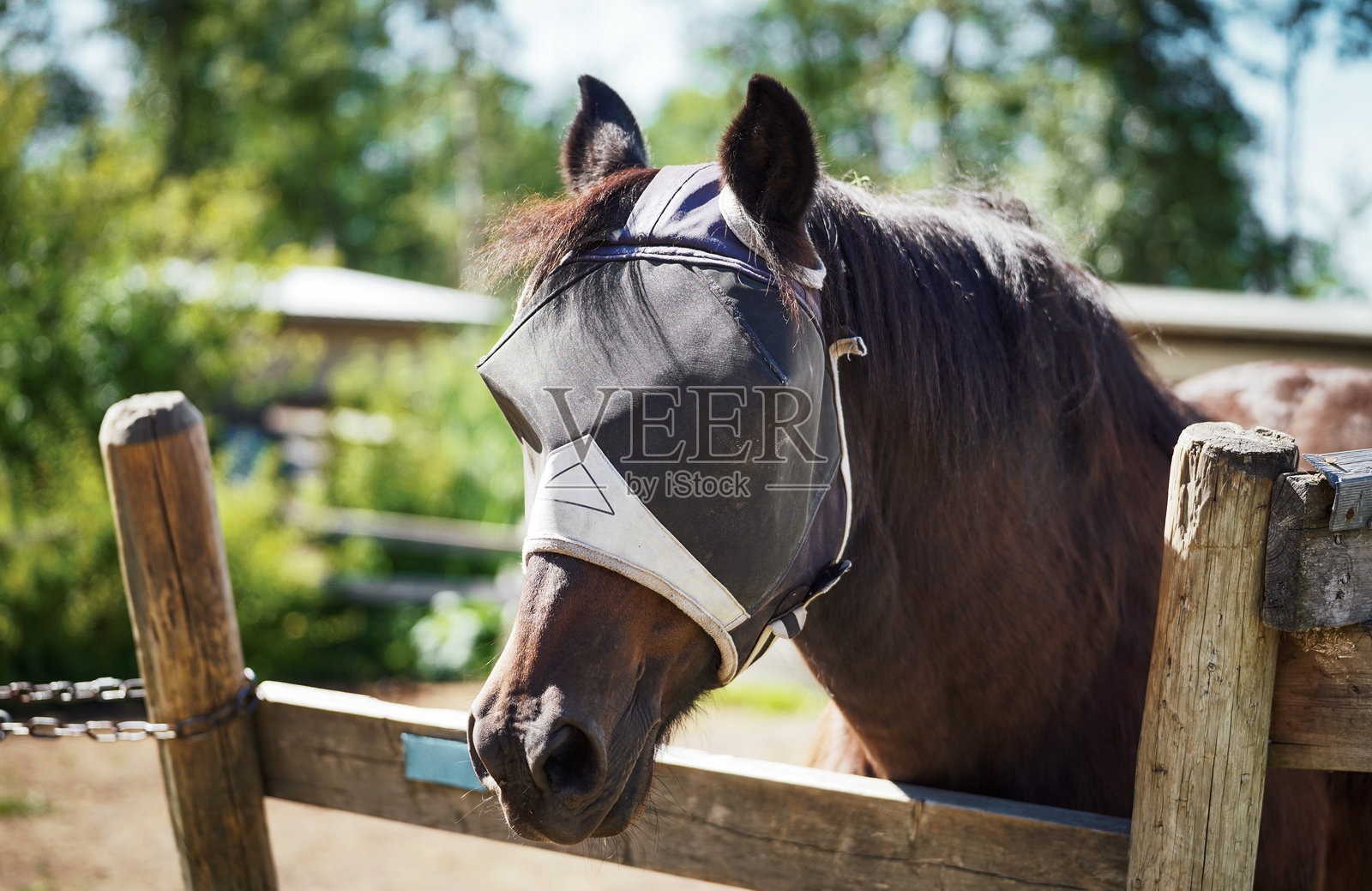 戴着防蝇面罩的马照片摄影图片