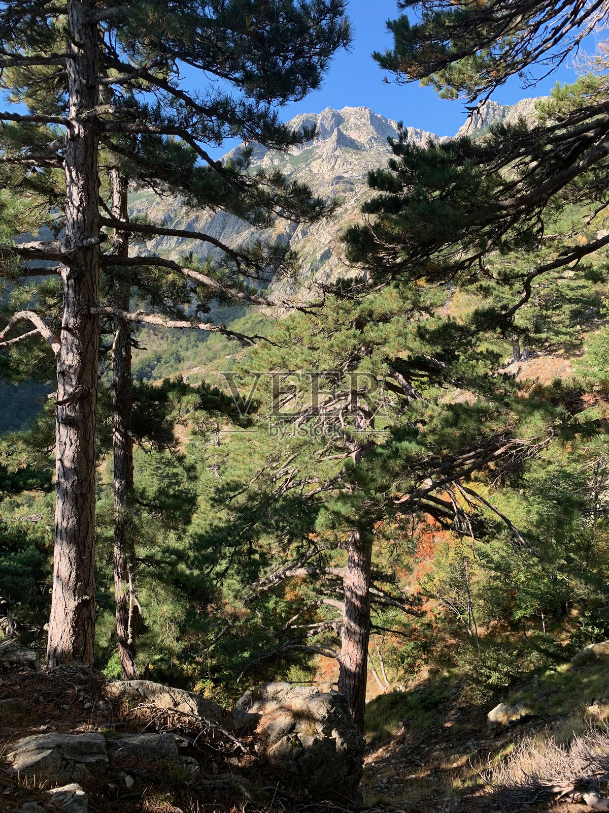 南科西嘉的卡帕内尔附近的GR20步道上的森林照片摄影图片