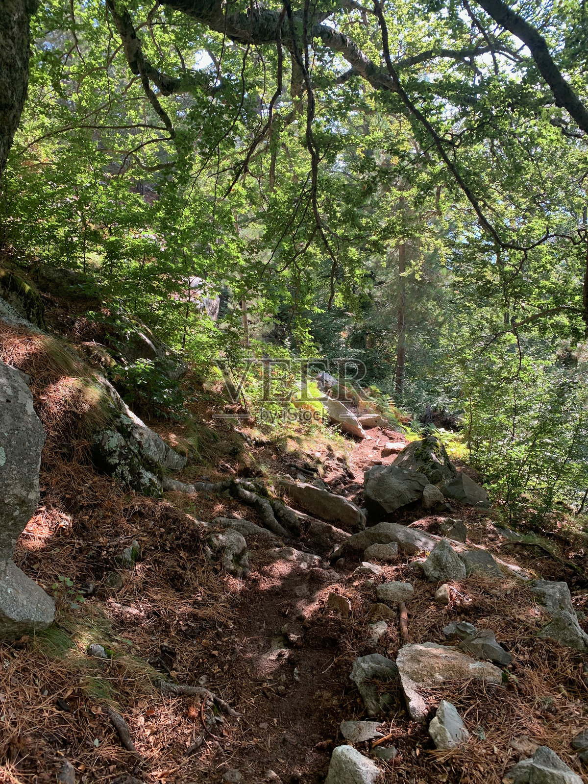 南科西嘉的卡帕内尔附近的GR20步道上的森林照片摄影图片