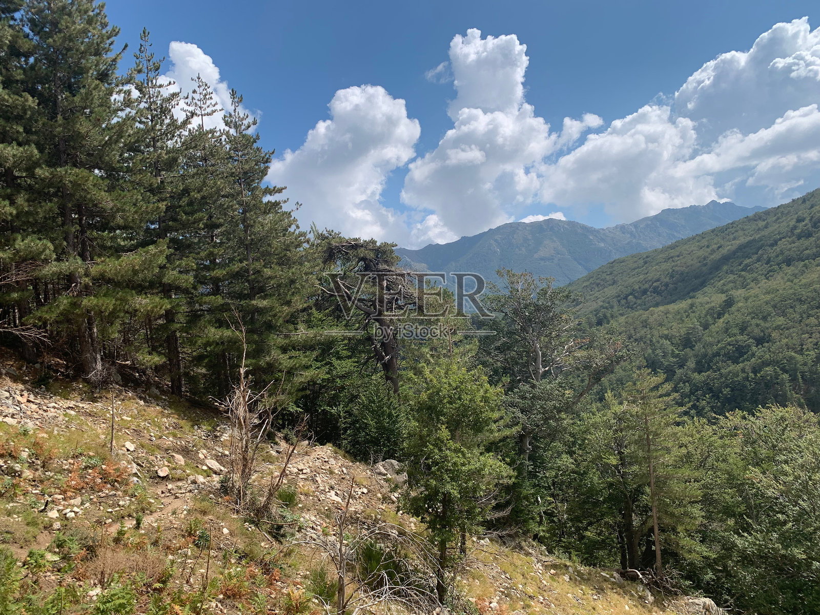 南科西嘉的卡帕内尔附近的GR20步道上的森林照片摄影图片