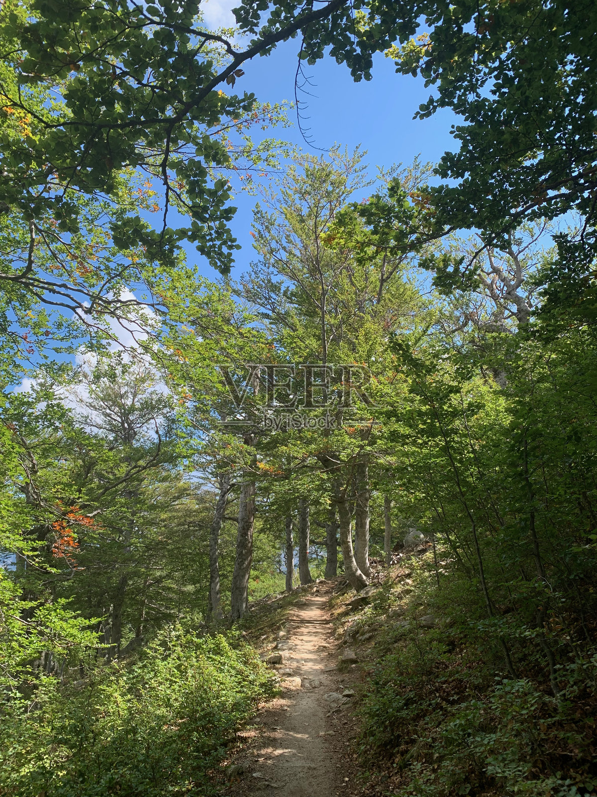 南科西嘉的卡帕内尔附近GR20步道上的森林照片摄影图片