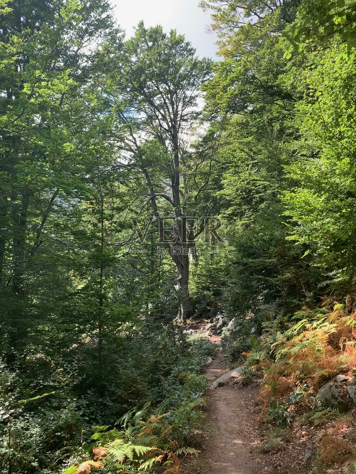 南科西嘉的卡帕内尔附近GR20步道上的森林照片摄影图片