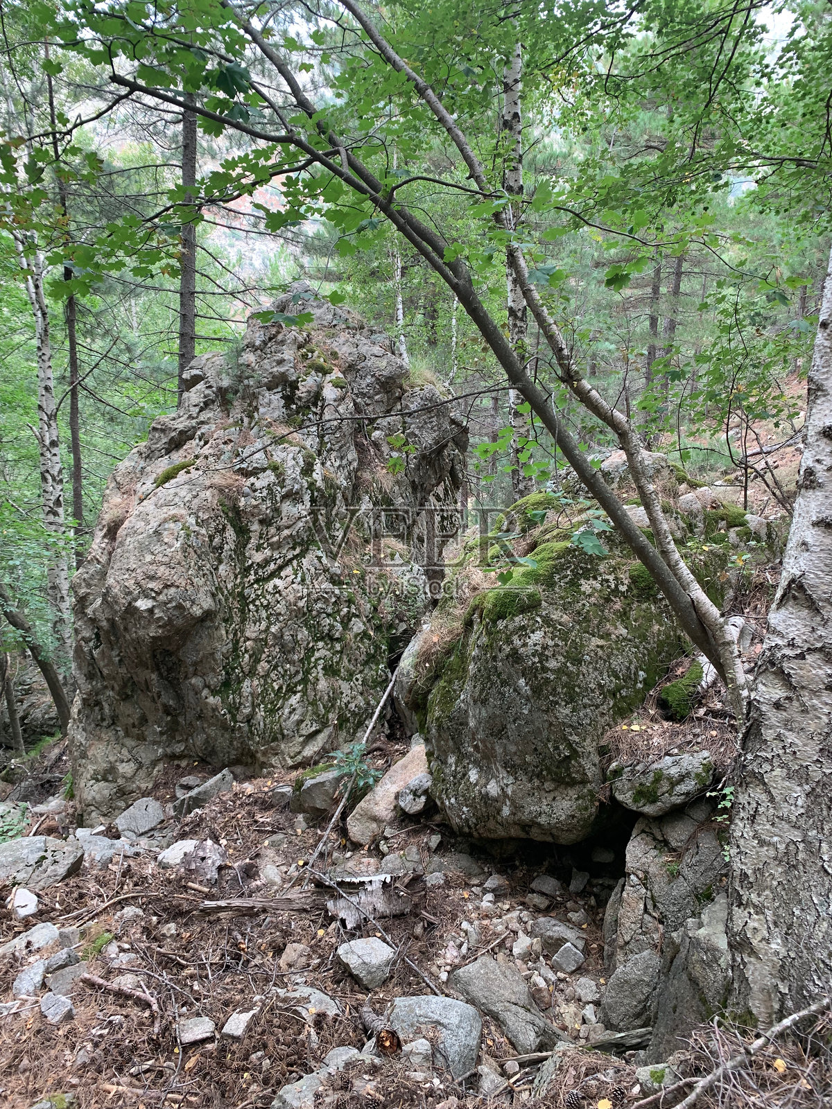 科西嘉岛GR20南部的阿西瑙森林照片摄影图片
