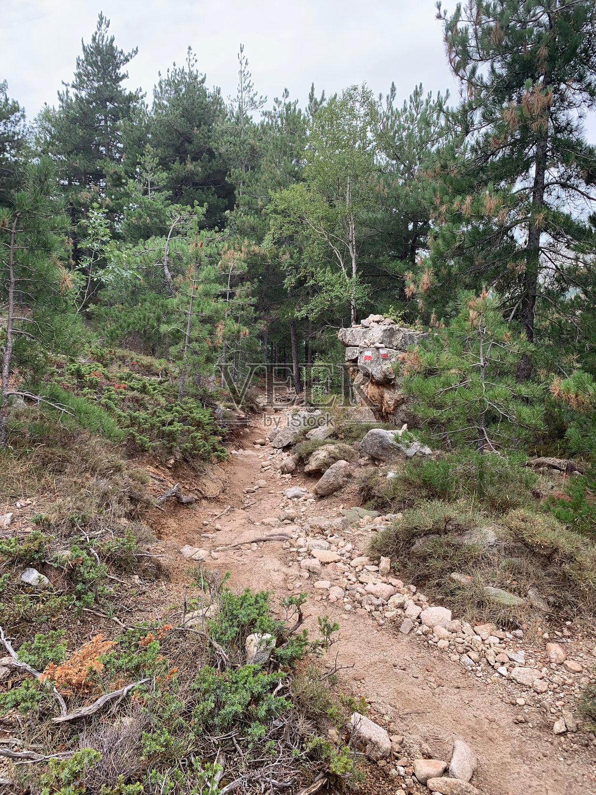 科西嘉岛GR20南部的阿西瑙森林照片摄影图片