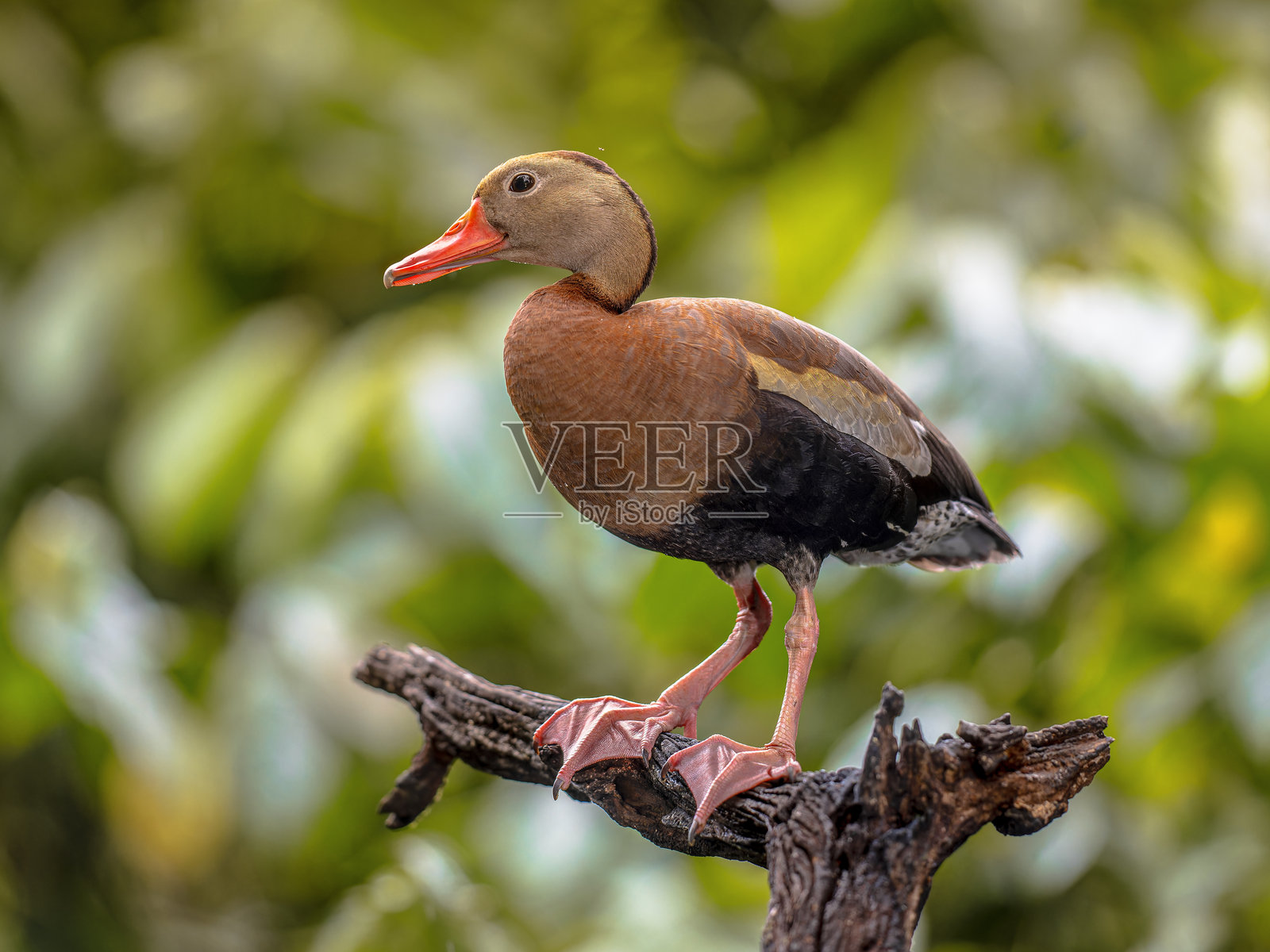 黑腹鸣鸭栖息在树上，哥斯达黎加照片摄影图片