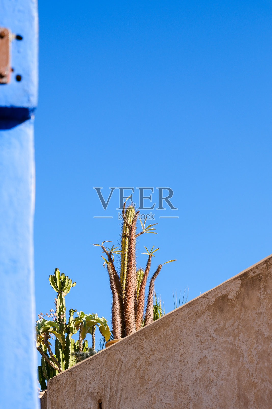 阳光明媚的蓝天背景下，屋顶露台上生长的仙人掌植物。照片摄影图片