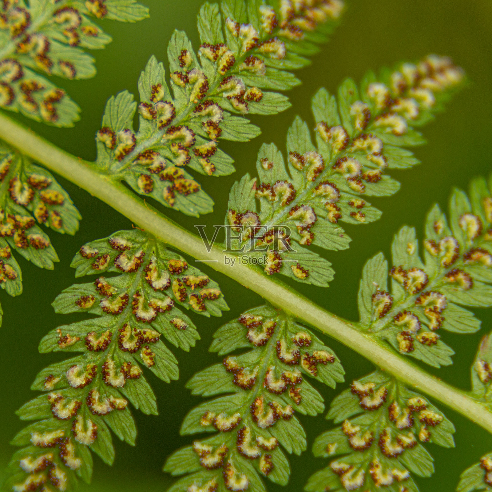 蕨类植物叶子的特写，清晰可见的孢子和复杂的细节照片摄影图片
