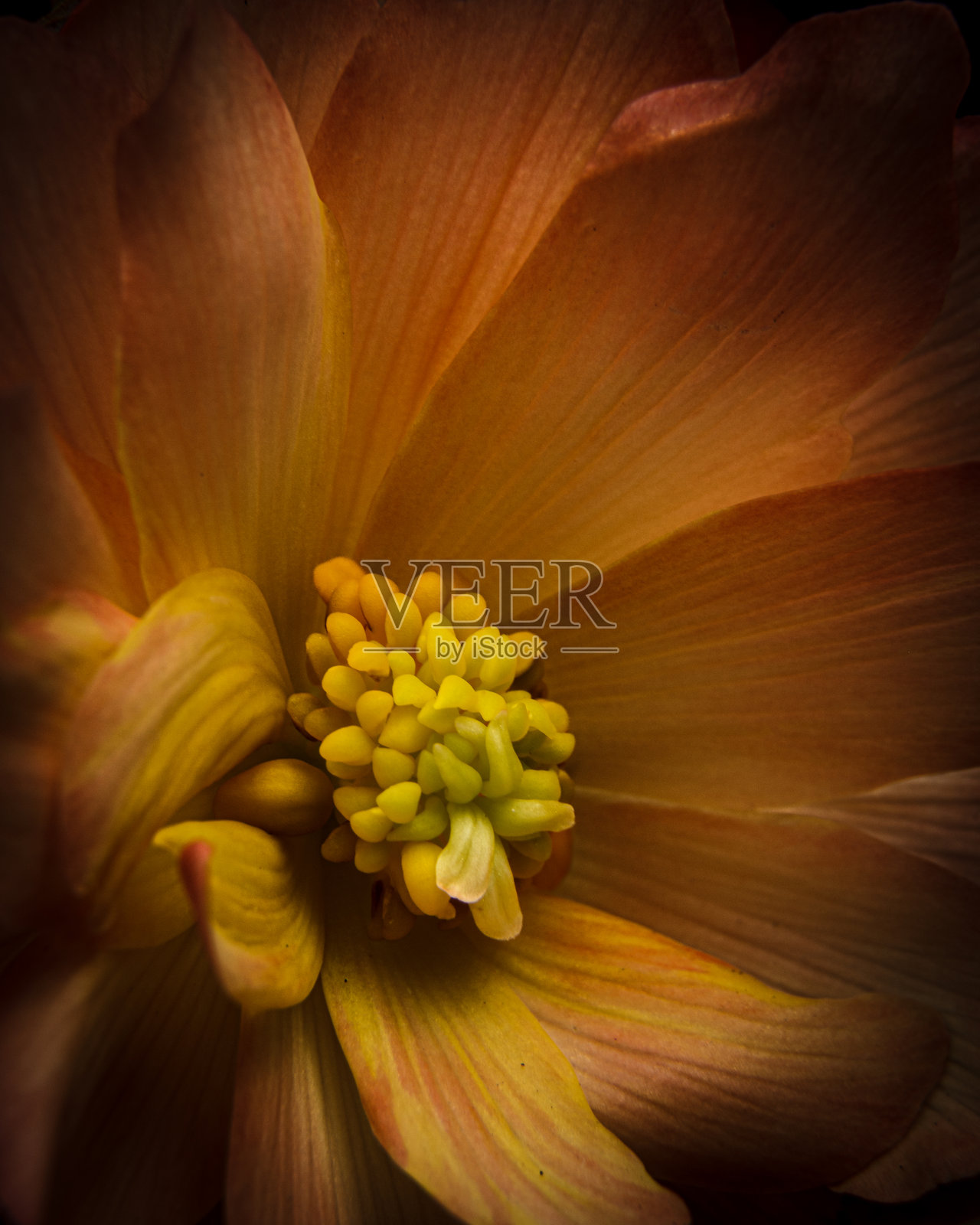 鲜艳的黄色和橙色花朵特写，盛开状态照片摄影图片