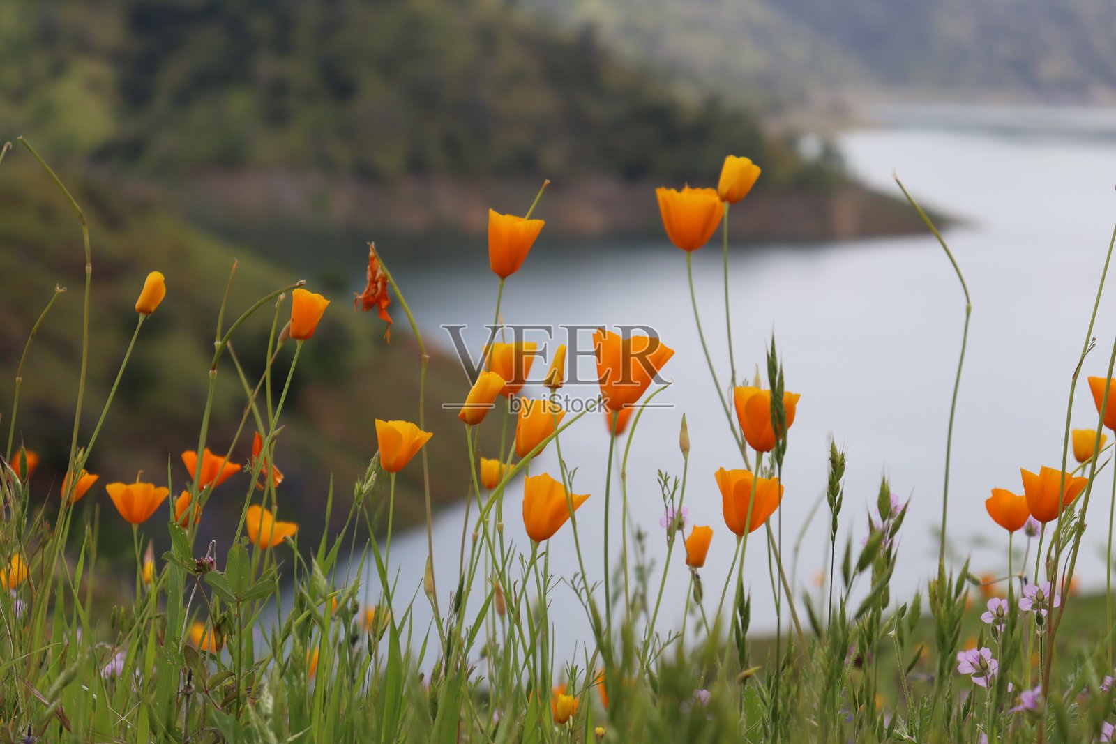 野花 2025照片摄影图片