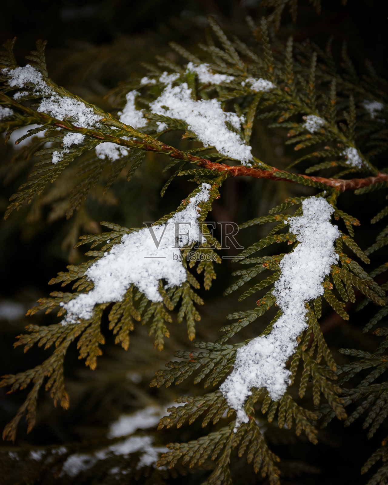 雪覆盖的常青树枝，突显冬季自然之美的特写视角照片摄影图片