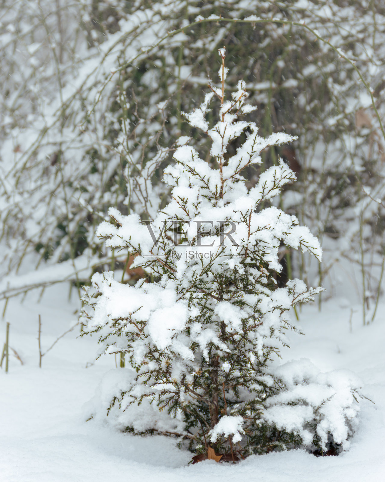 冬季风景中的雪覆盖小松树照片摄影图片