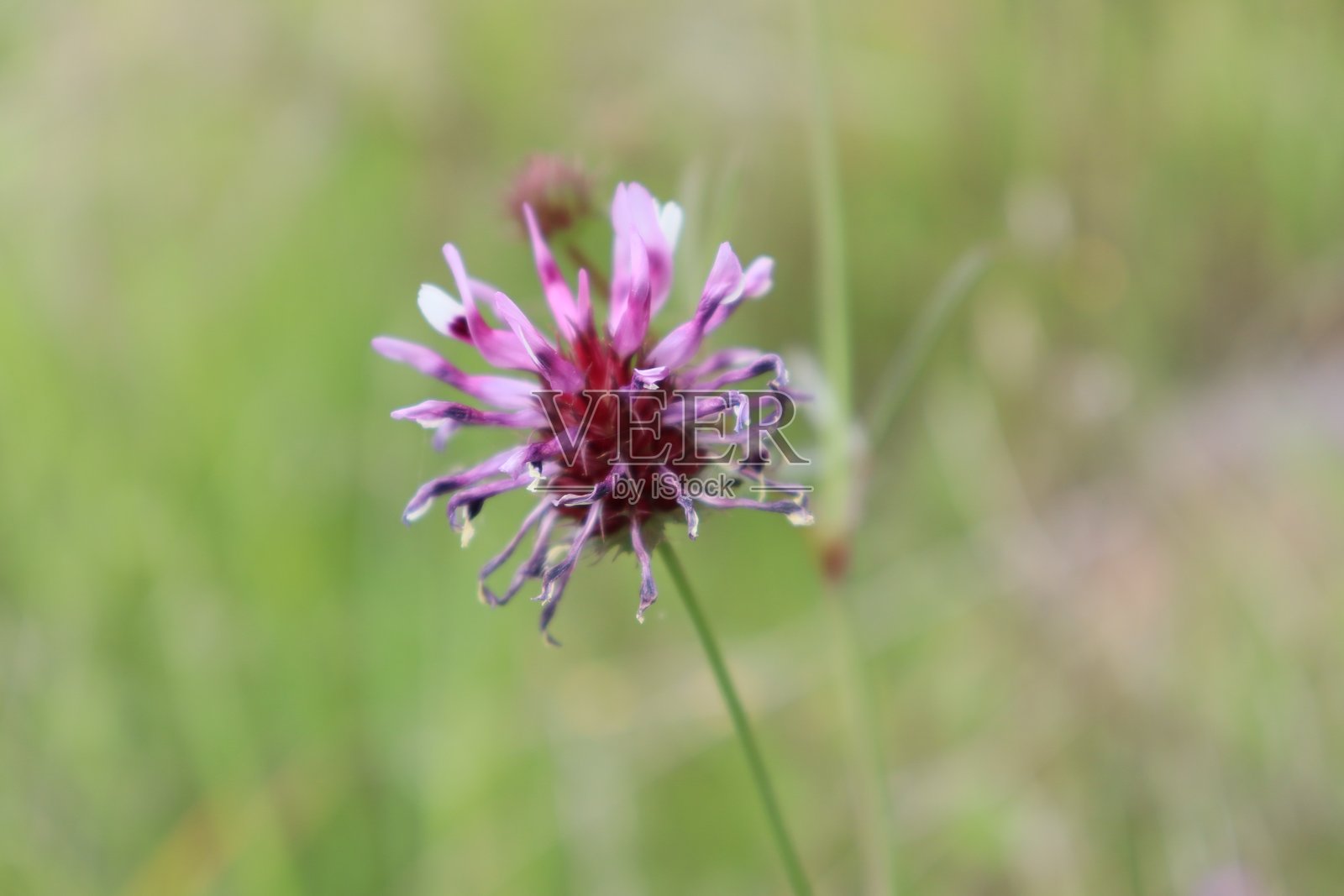野花 2025照片摄影图片