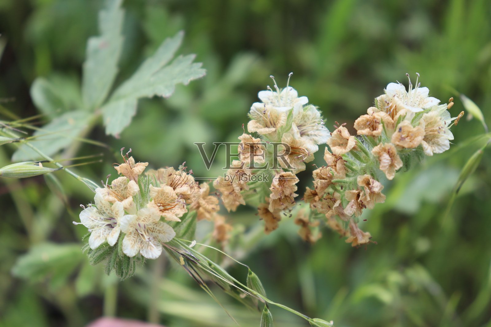 野花 2025照片摄影图片