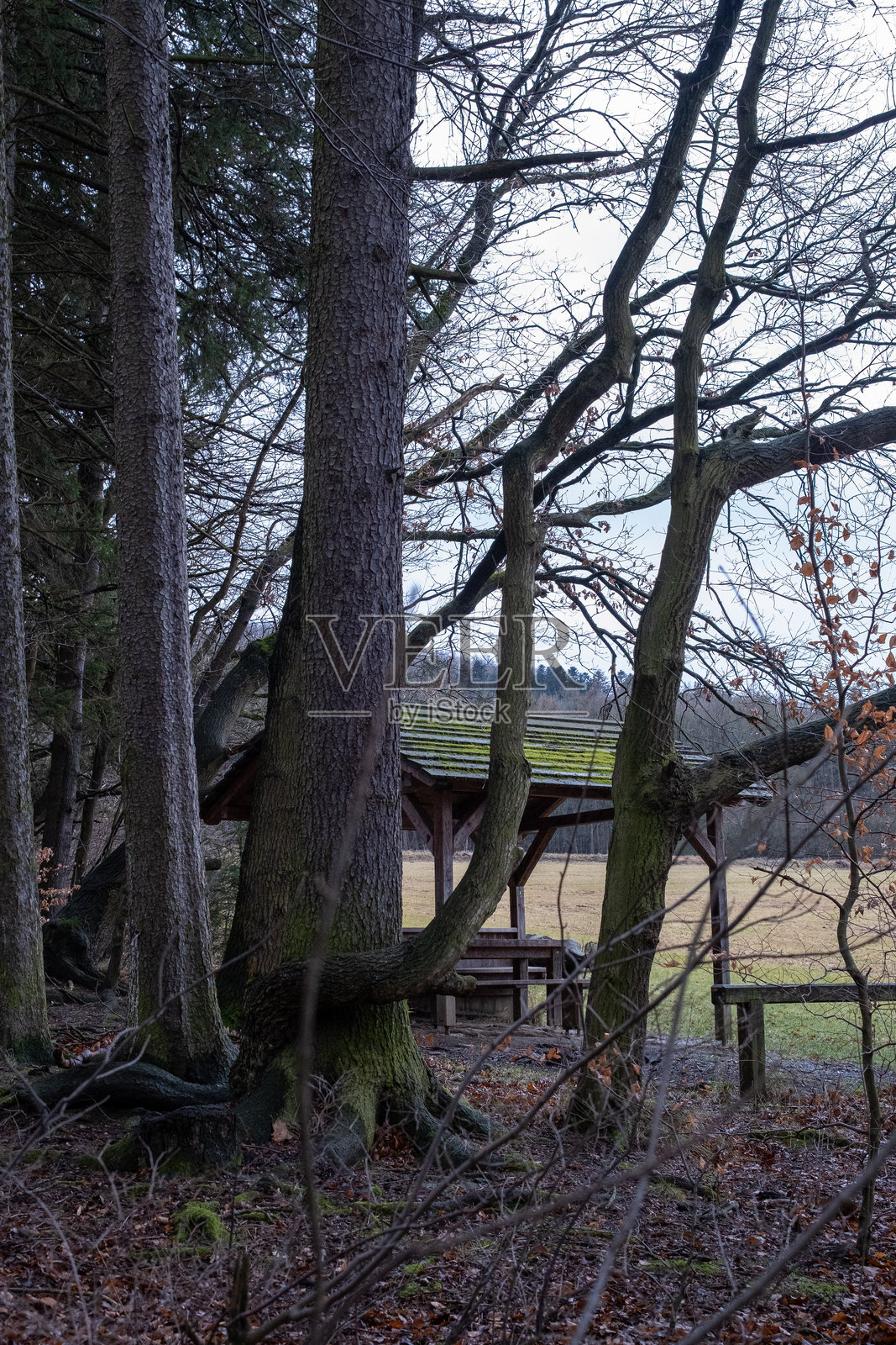 森林中的木质庇护所，屋顶覆盖着苔藓照片摄影图片