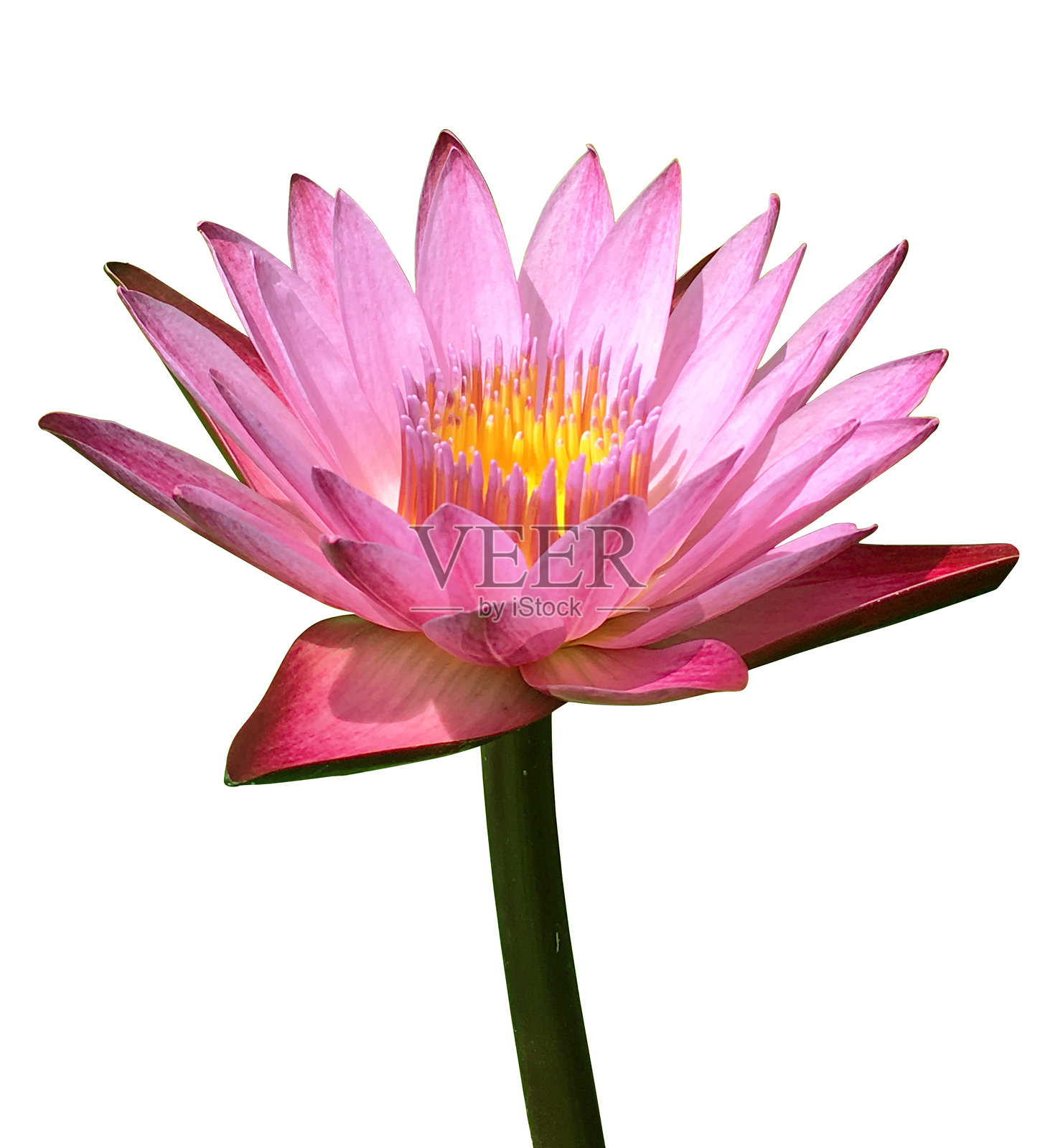 白色背景上的莲花。放大粉色莲花的剪切路径孤立物体。美丽的细节特写莲花剪贴画，适用于孤立、剪切路径、剪贴画元素。照片摄影图片