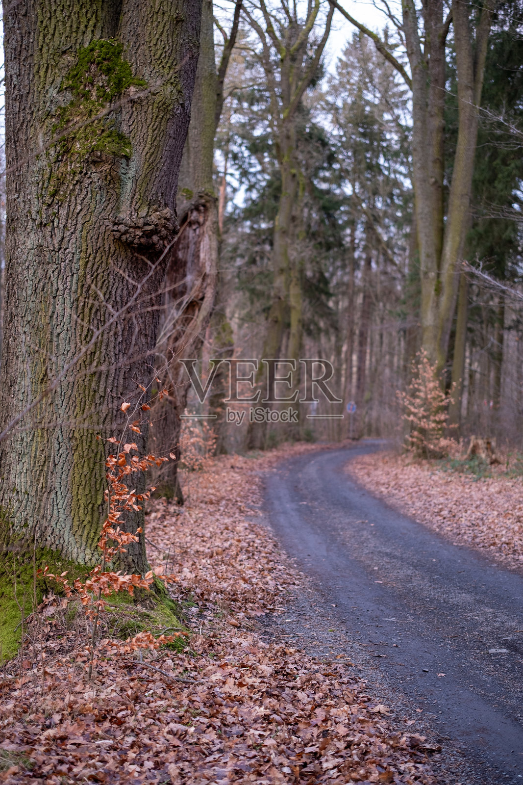 蜿蜒的森林小径上铺满落叶照片摄影图片