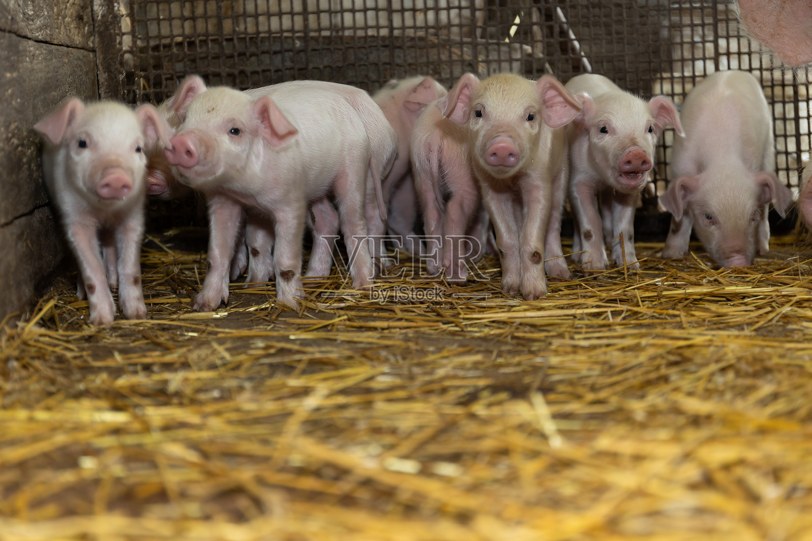 一群可爱的猪仔在充满稻草床垫的温馨谷仓里一起玩耍照片摄影图片