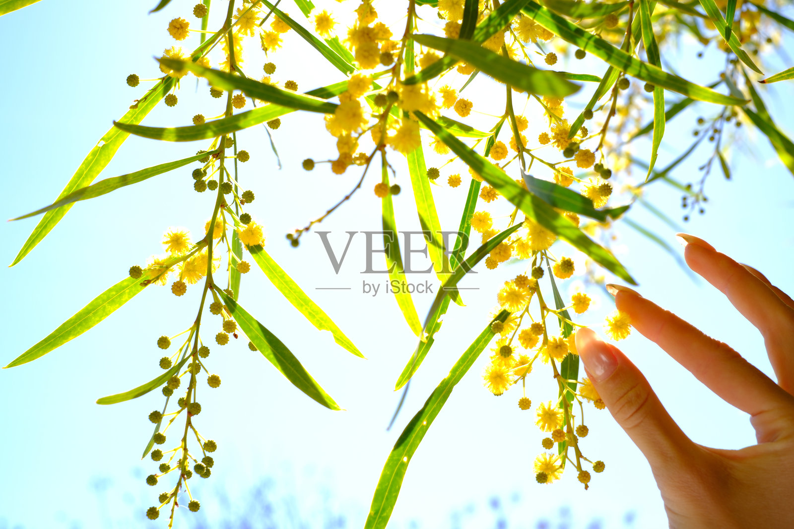 手触摸盛开的黄色含羞草花朵，背景是晴朗的蓝天照片摄影图片