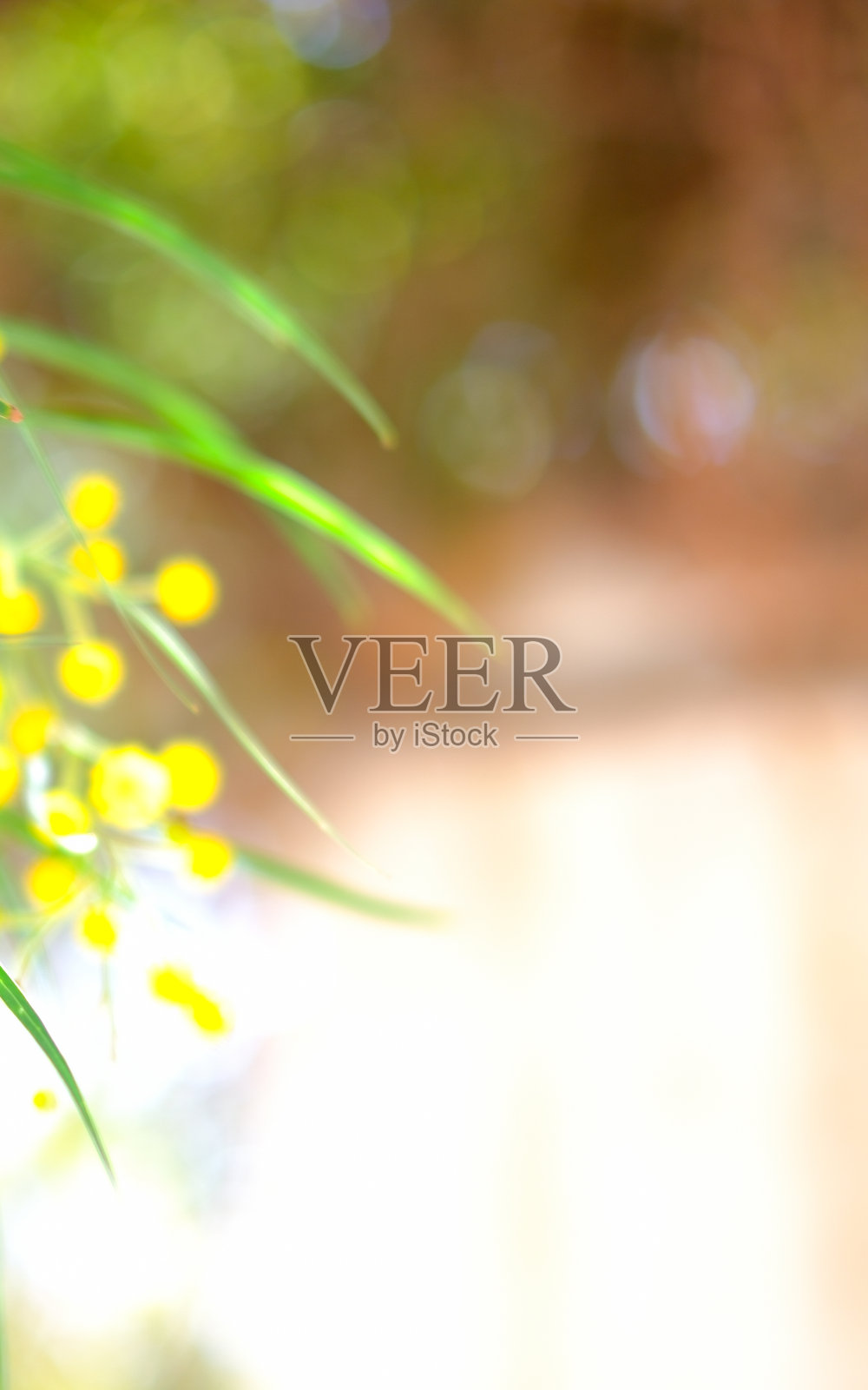 柔焦自然背景，阳光洒落与黄色花朵相映成趣照片摄影图片