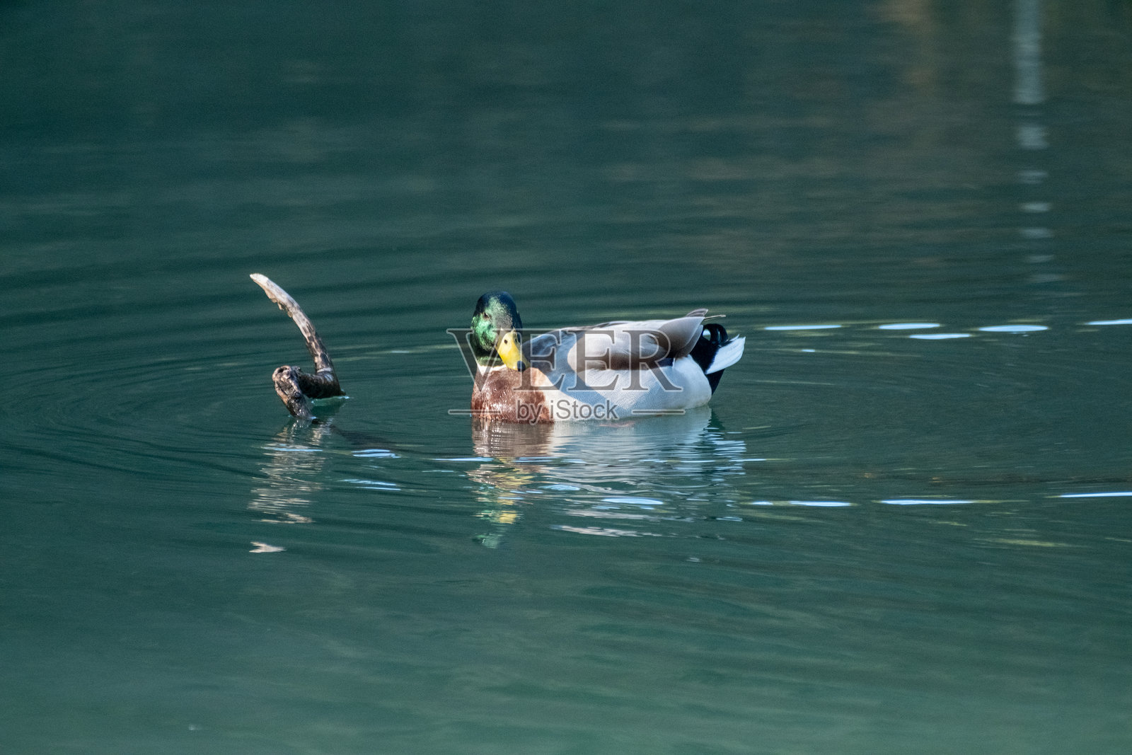 绿头鸭在湖中游泳照片摄影图片