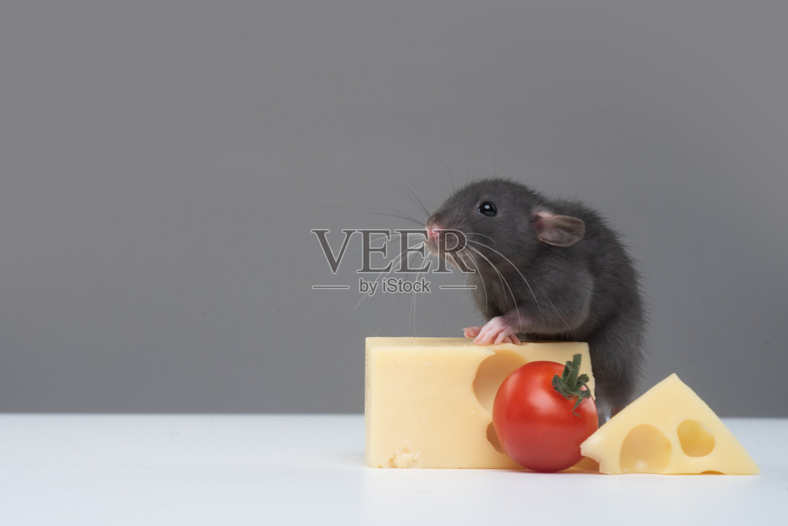 老鼠在吃着奶酪。家鼠与灰色背景上的奶酪。宠物鼠在吃一块奶酪。捕鼠器的风险。搞笑的老鼠与一块奶酪。搞笑的老鼠肖像。照片摄影图片