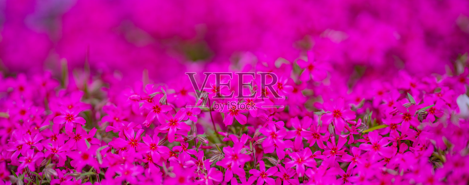 自然中的花朵绽放背景。苔藓石竹。绽放的背景。自然盛开的花卉背景。春季花朵横幅。春季绽放模板。春季设计的花卉纹理。照片摄影图片