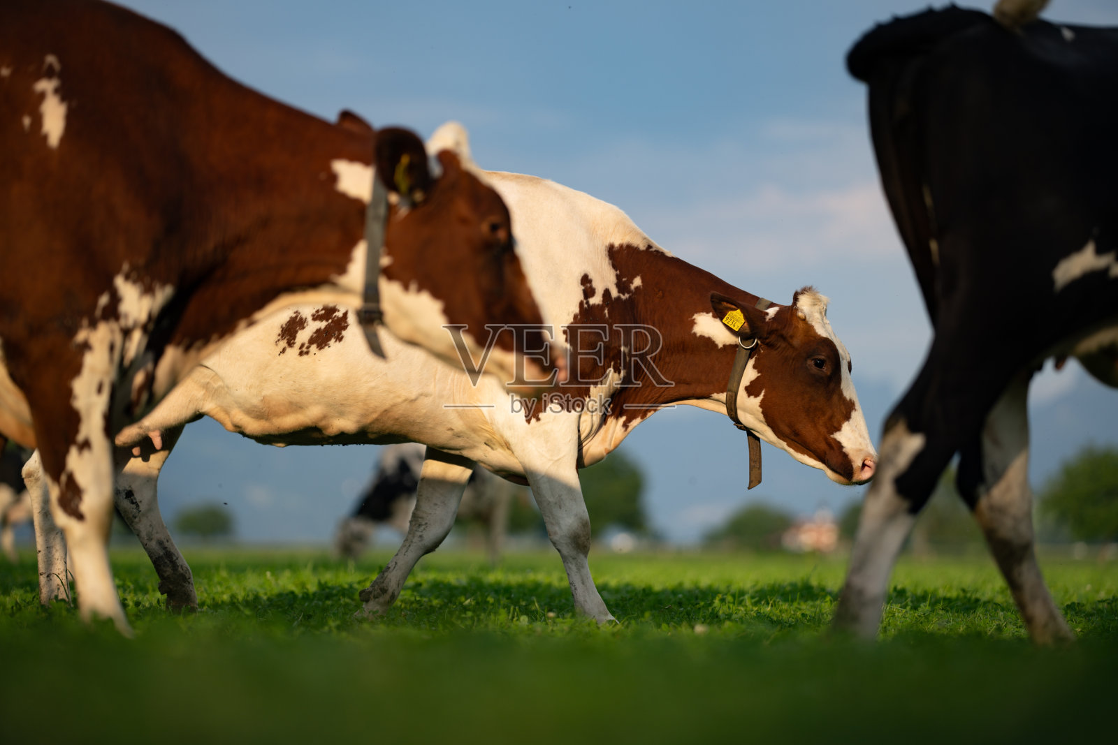 牛在农场放牧。牛在草地上。牲畜在绿色田野上吃草。农场生活与牛和小牛。牛在乡村风景中。牧场上放牧的牛。奶牛在田野上。照片摄影图片