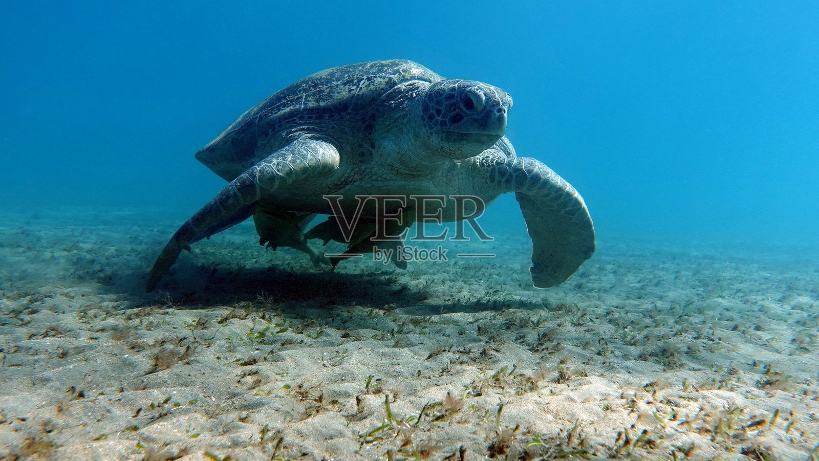 大绿海龟。照片摄影图片