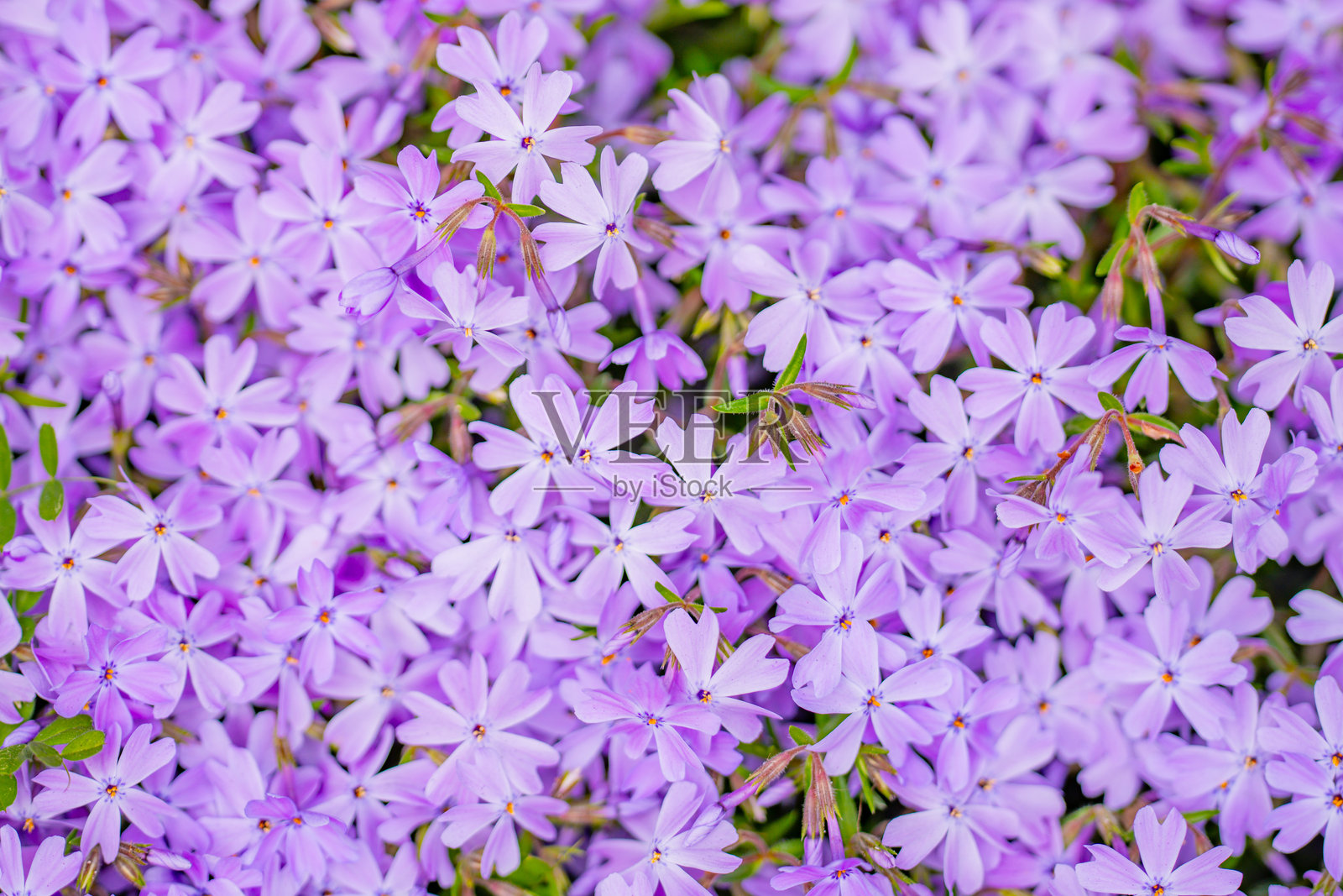 花卉壁纸背景。春季背景。自然盛开的花卉背景。苔藓石竹。美丽的春季花卉横幅。春季盛开的模板。春季花卉纹理。花朵背景。照片摄影图片