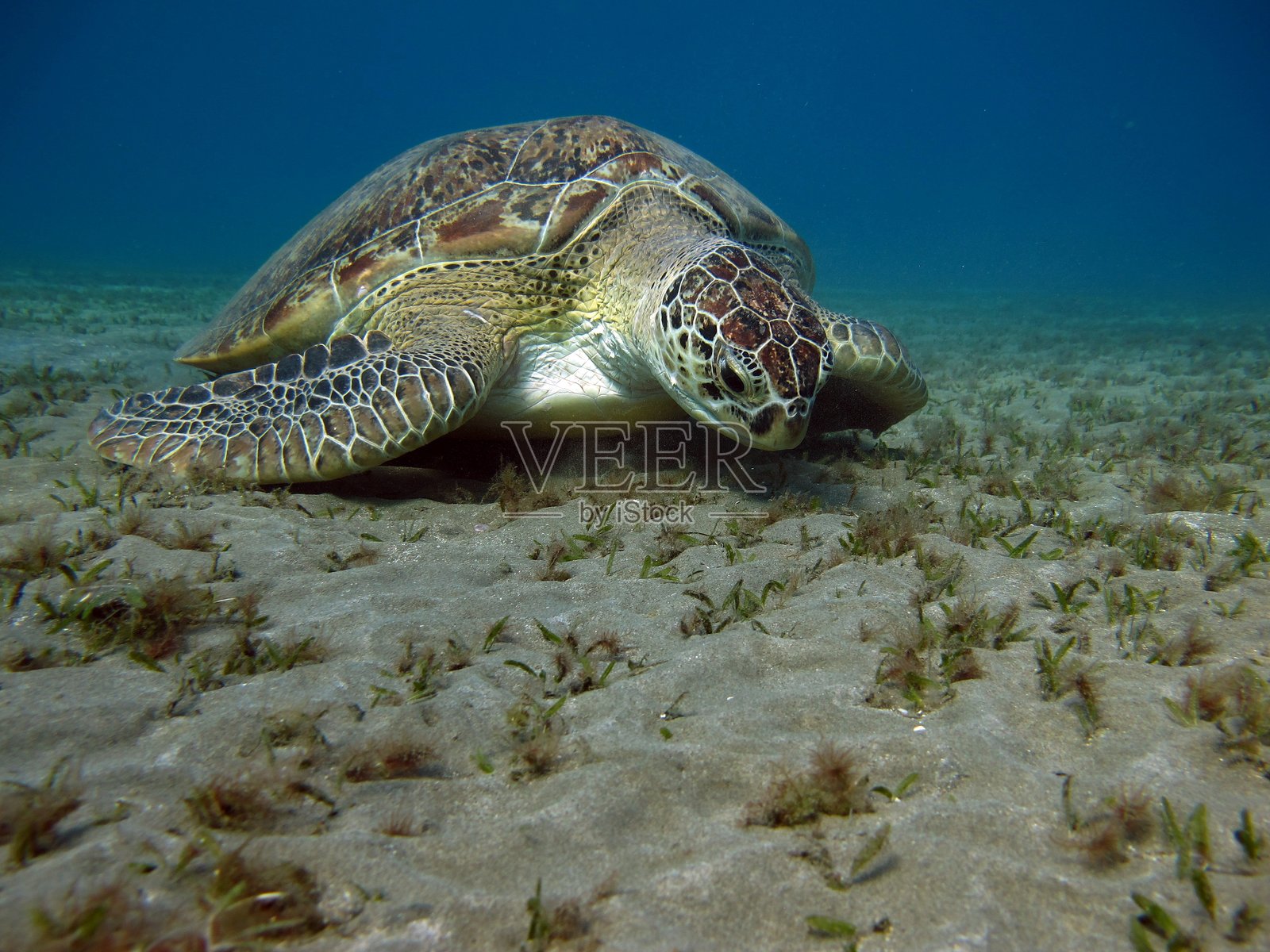 大绿海龟。照片摄影图片