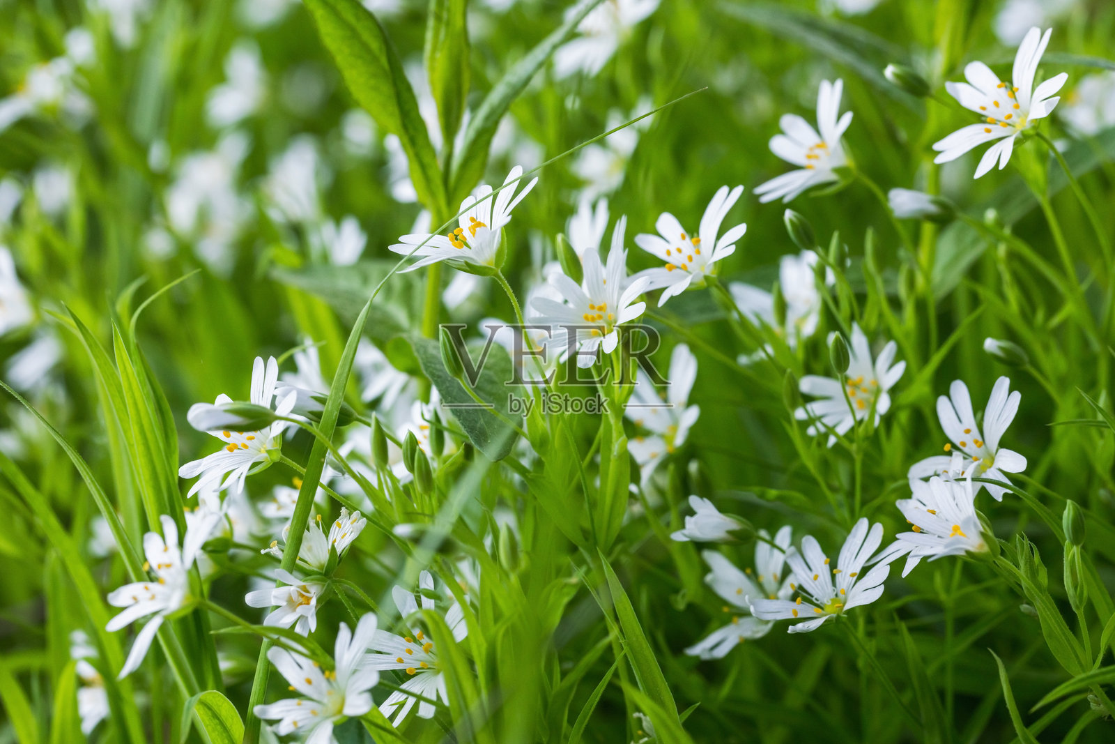 细腻的白色野花（星星草）的特写视图照片摄影图片