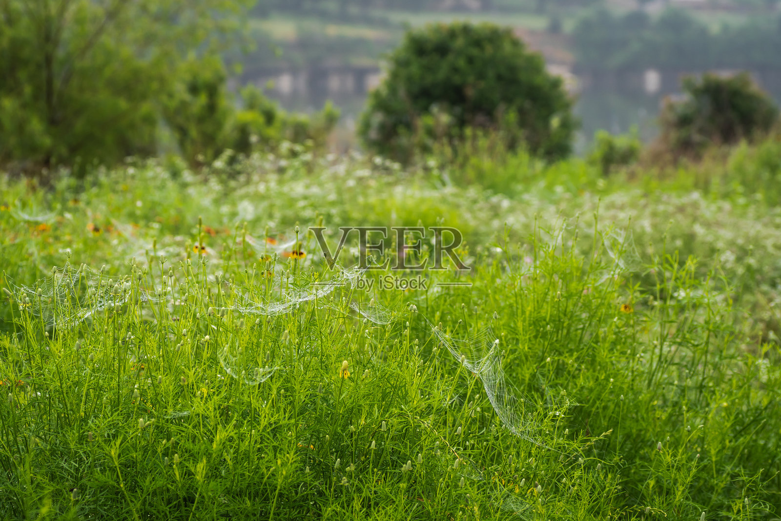 雾气弥漫的清晨，野花草甸上覆盖着露珠照片摄影图片