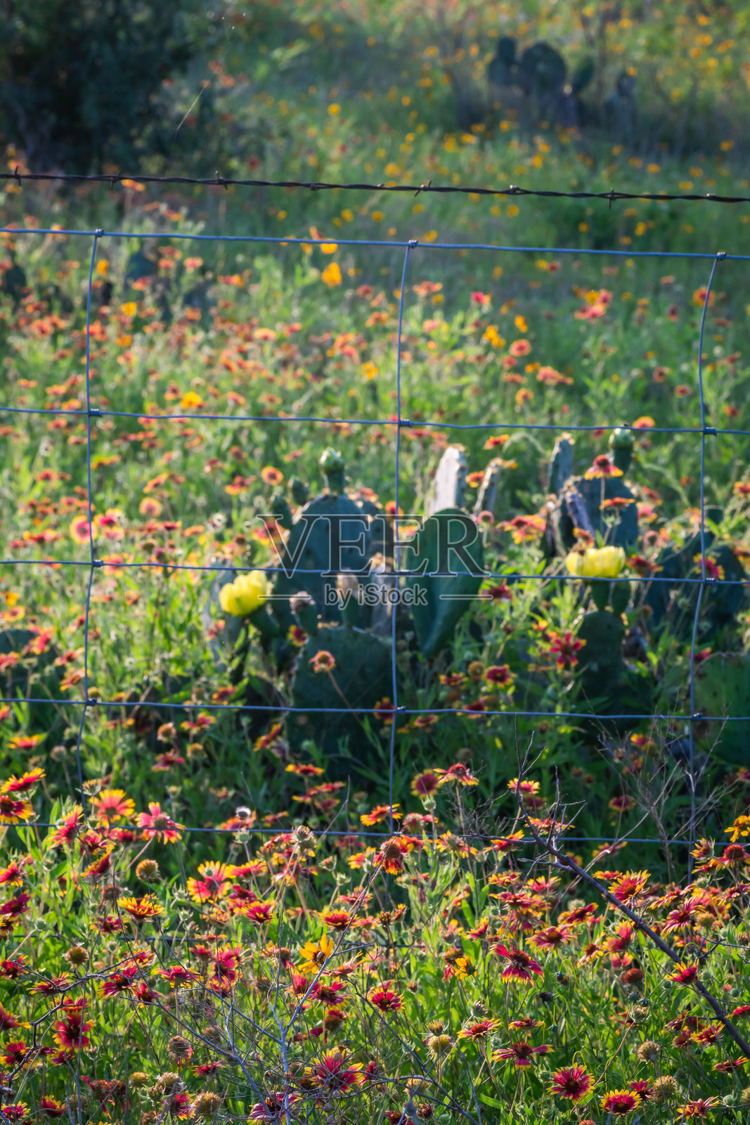 德克萨斯州夏季野花，奥斯丁，德克萨斯州照片摄影图片