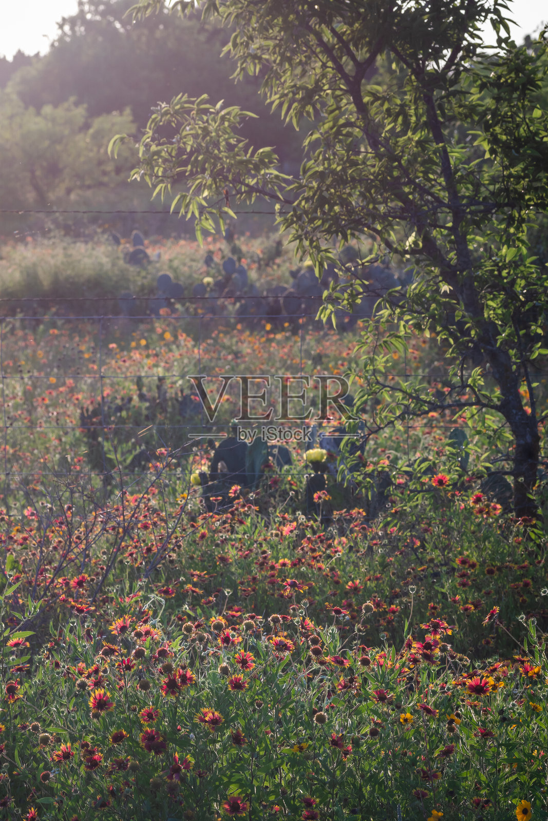 德克萨斯州夏季野花，奥斯丁，德克萨斯州照片摄影图片