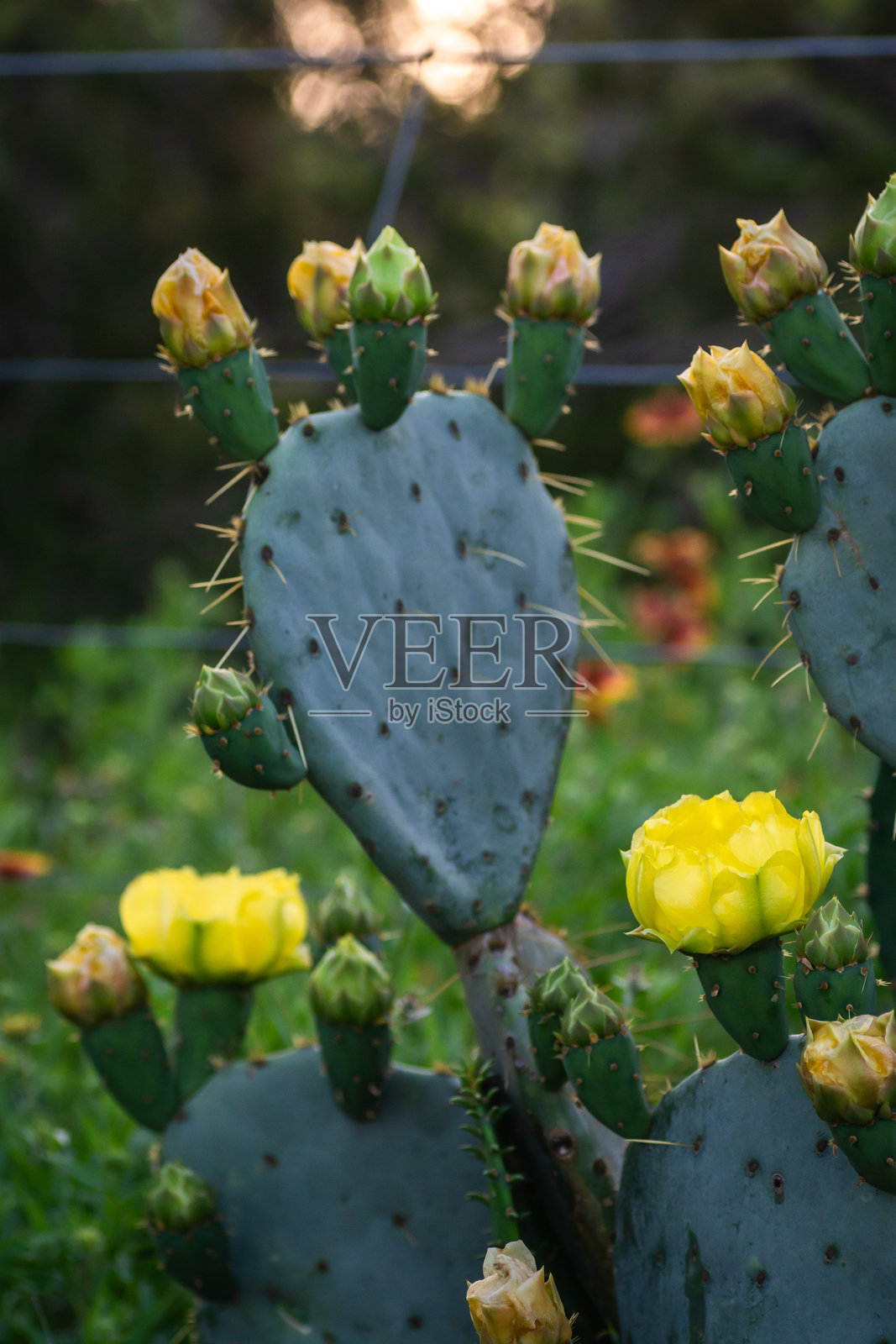 德克萨斯州夏季野花，奥斯丁，德克萨斯州照片摄影图片