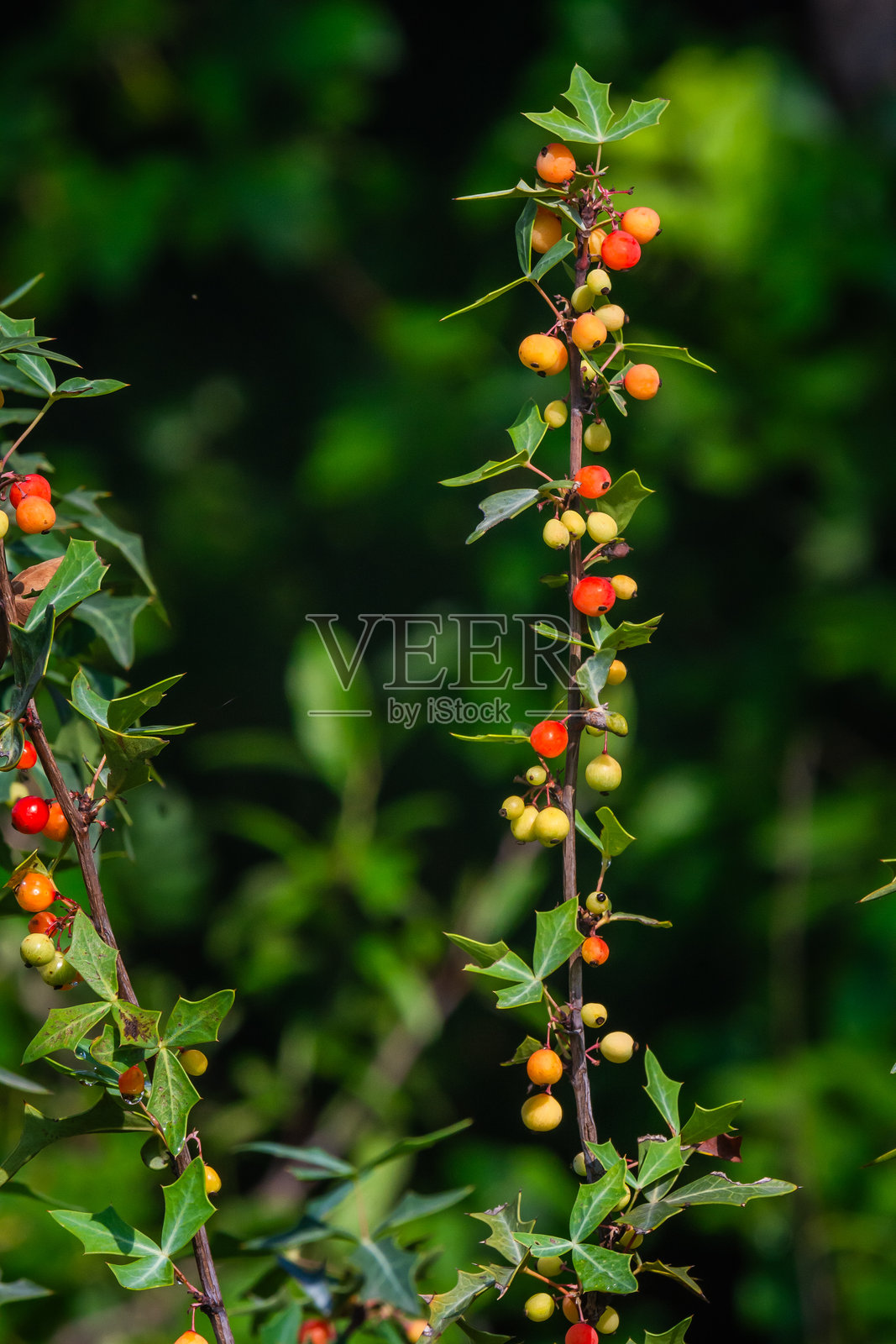 德克萨斯州夏季野花，奥斯丁，德克萨斯州照片摄影图片