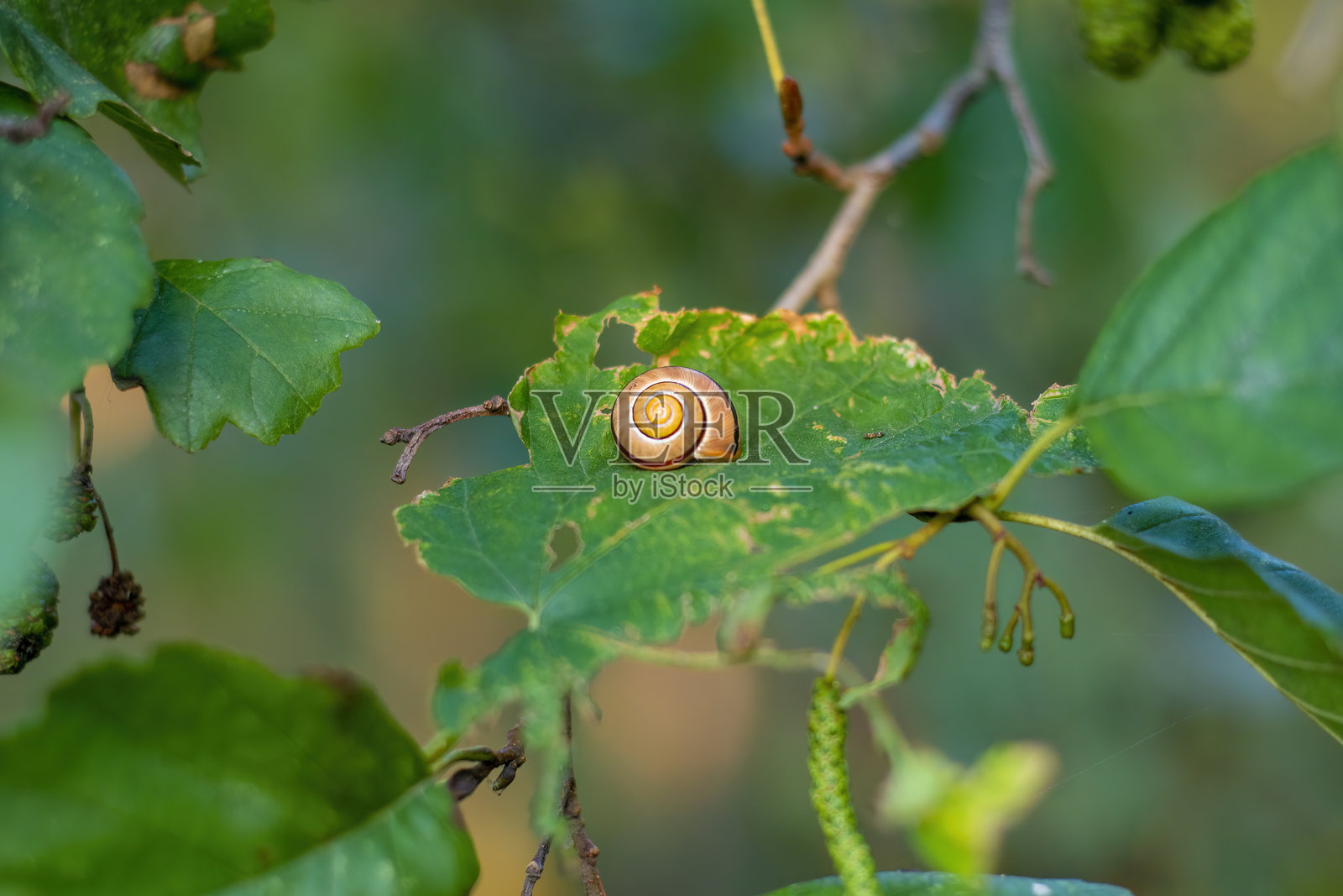 一只蜗牛壳在被啃食的叶子上。被害虫损坏的植物。照片摄影图片