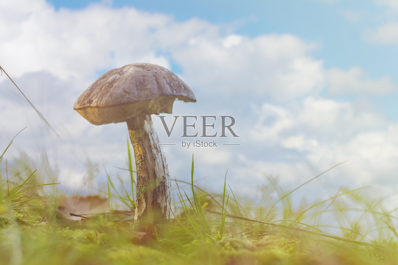 蓝天白云下的蘑菇特写。草地上的可食用蘑菇。照片摄影图片