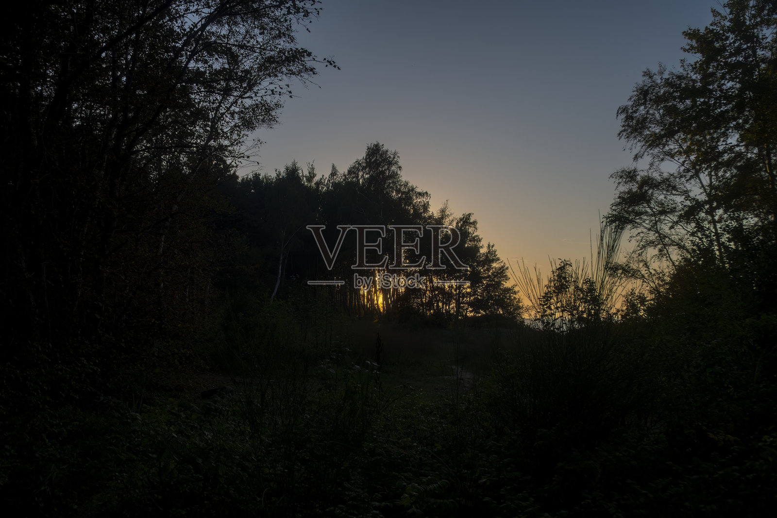 黑暗的日落，阳光透过树干美丽地洒在海边。背景是夏季傍晚的森林与海岸。海岸的土壤保护。照片摄影图片