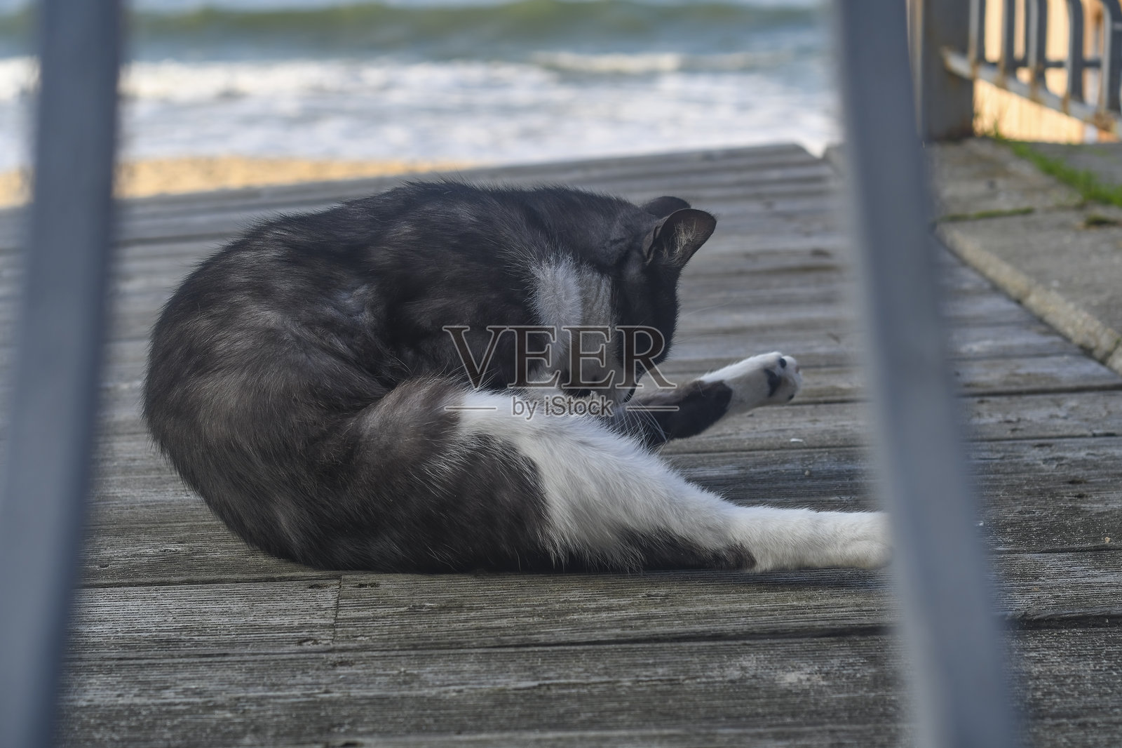 一只街猫在户外的木地板上舔自己。一只猫在海边的堤岸上洗澡。一只动物在栅栏后面。照片摄影图片