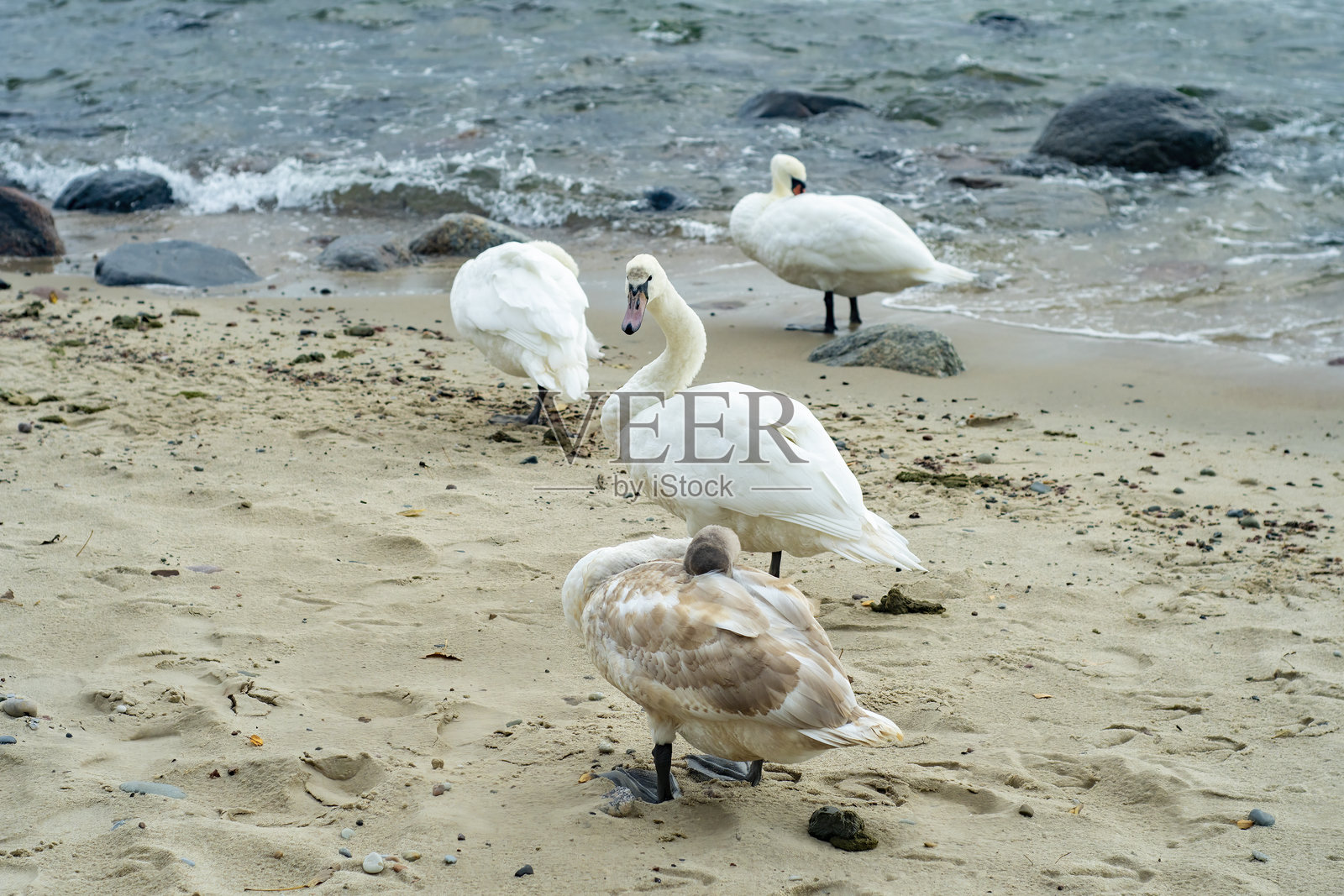 海岸上的野天鹅。候鸟在地面上休息。照片摄影图片
