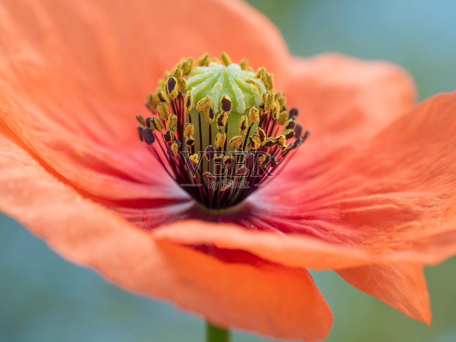 一朵鲜艳的橙色罂粟花，突显其细致的雄蕊和雌蕊结构照片摄影图片