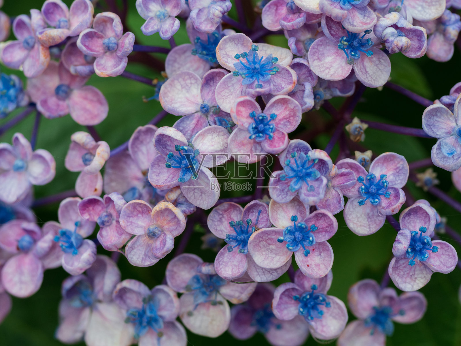 紫色绣球花照片摄影图片