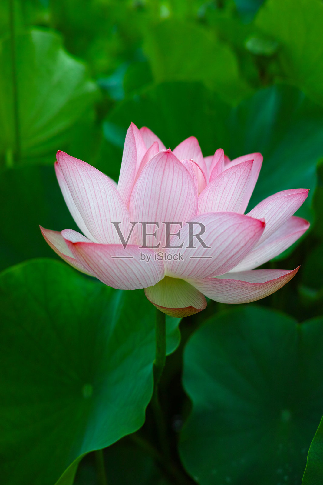 粉色莲花照片摄影图片