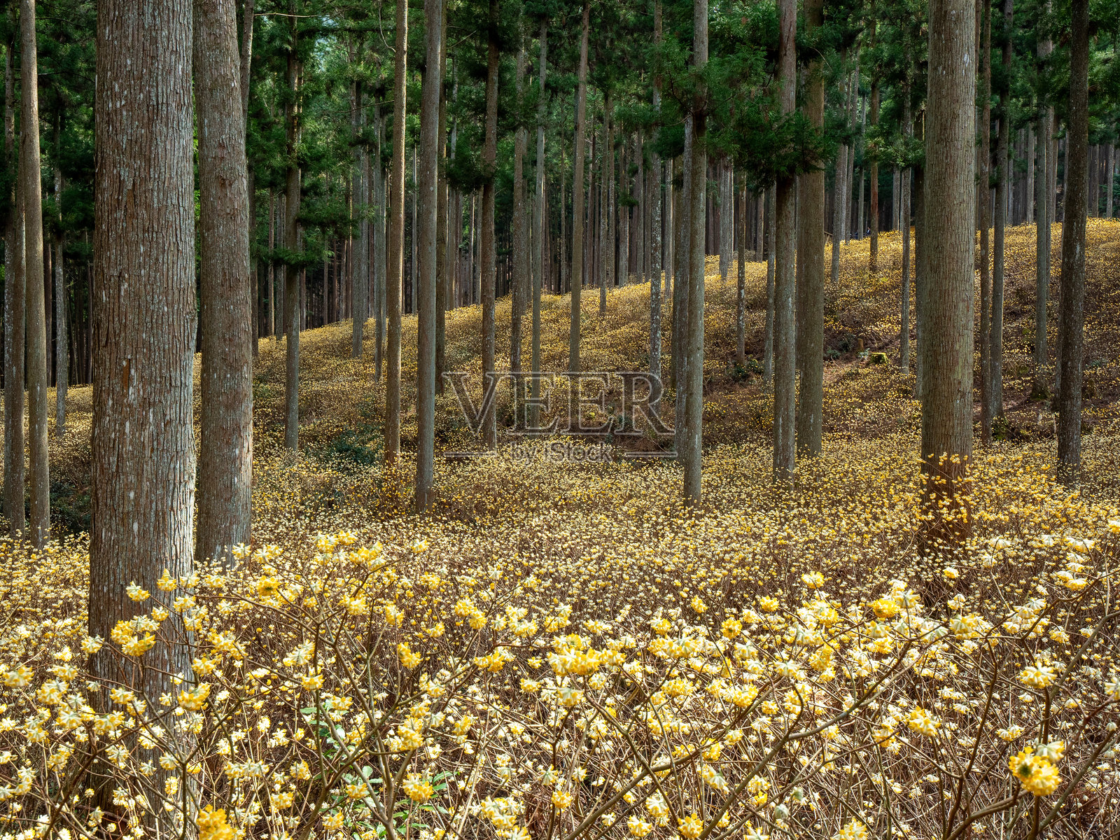 东方纸树（满天星）照片摄影图片